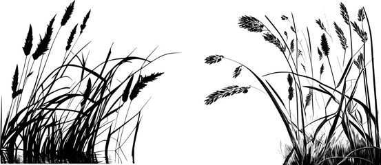 Wall Mural - Image of a silhouette reed or bulrush on a white background.Monochrome image of a plant on the shore near a pond.