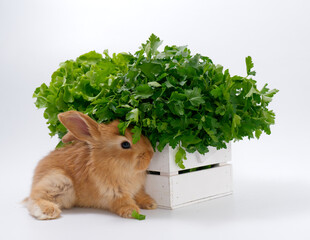 Wall Mural - rabbits and fresh greens salad parsley carrot cabbage on a white background