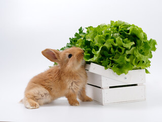 Wall Mural - rabbits and fresh greens salad parsley carrot cabbage on a white background