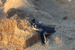 New born turtle resting on a rock. Cute baby turtle in the sand. Hatchlings season in Exmouth, Western Australia. 
