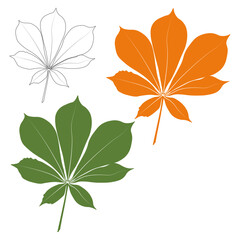 Wall Mural - Set of vector chestnut leaf outline and coloured icon. Simple chestnut leaves illustration for logo. Realistic hand drawn leaves illustration set on white background.