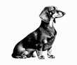 Beautiful dachshund dog, black and white illustration, sketch, engraving. Vector