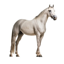 White Horse Isolated On White