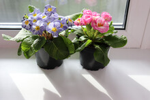 Photo Two Pots With Primrose (primula)