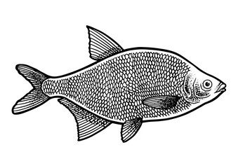 bream fish sketch PNG illustration with transparent background