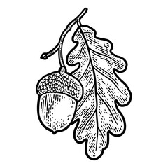 acorn with oak leaf sketch PNG illustration with transparent background