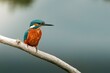 Closeup shot of the common kingfisher perched on a bare branch on a lake background in Norfolk, UK