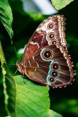 Poster - Vertical closeup of a blue morpho butterfly on a green leaf