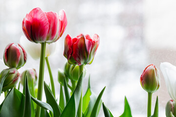 Fotomurales - Tulip flowers are on a windowsill, close-up photo