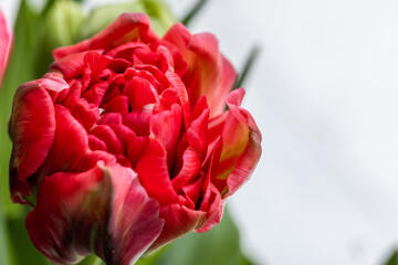 Fotomurales - Red tulip flower, close-up studio shot with selective focus