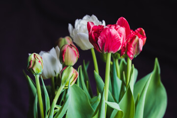 Fotomurales - Colorful tulip flowers are over dark background, close-up studio shot