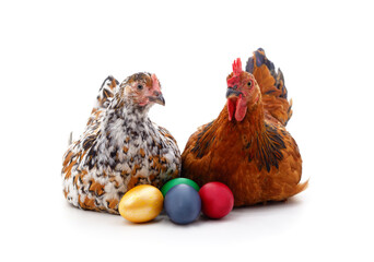 Canvas Print - Two brown chickens with eggs.