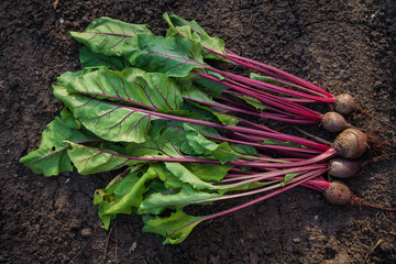 Wall Mural - Beets with green tops are lying on the ground, dug out from the garden. The concept of ecological life, eco, healthy fresh product