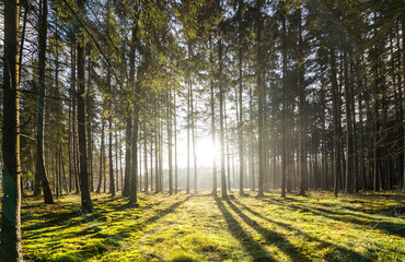 Wall Mural - Sun rays in the forest