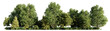 forest landscape, forestscape with green trees and shrubs, isolated on transparent background banner