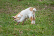 © Penny - close up portrait of a pretty baby kid brown and white goat