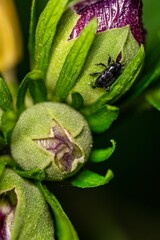 Sticker - Vertical closeup of a Dryophthorinae beetle on blooming flowers in a garden