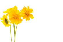 Yellow Flowers Isolated 