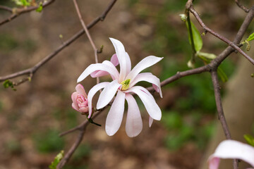Wall Mural - Beautiful blooming pink and white star magnolia tree on spring day. Magnolia stellata flower. Flowering tree in garden