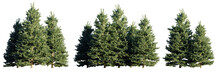 Set Of Conifer Tree Groups Isolated On Transparent Background