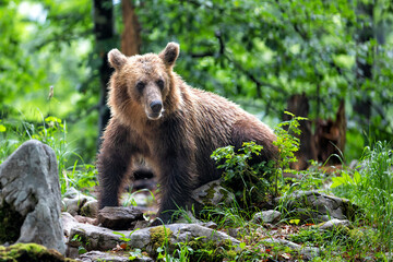 Wall Mural - brown bear - close encounter with a wild brown bear eating in the forest and mountains of the notran