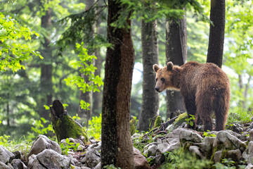 Wall Mural - brown bear - close encounter with a wild brown bear eating in the forest and mountains of the notran