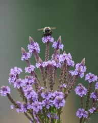 Poster - Closeup of a bee and blooming plant with blurred background