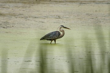 Wall Mural - View of a beautiful Great blue heron in a river during sunrise