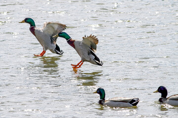 Canvas Print - Wild ducks landing in the Douro river