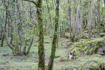 Canvas Print - Geres green woods during spring