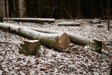 Scenic outdoor scene featuring two cut logs on the ground in front of a lush green forest