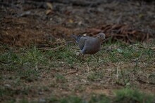 Closeup Of A Mourning Dove Walking On The Yellowing Grass Blurred Background