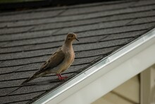 Closeup Of A Mourning Dove Standing On The Gray Roof Blurred Background