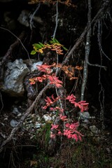 Poster - Red leaves in the shadows