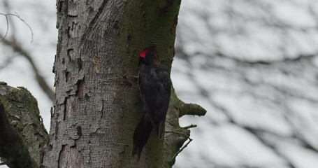 Poster - Black woodpecker making a nest