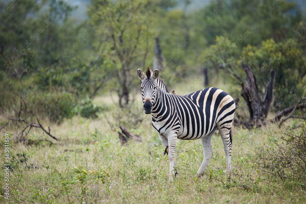 A stunning photo of a Zebra grazing in its natural habitat. Witness ...