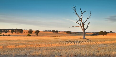 Wall Mural - Dead tree in harvested wheat field at sunset with golden light