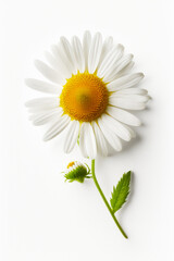 Wall Mural - White flower with yellow center and green stem on white background. Generative AI.