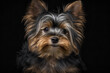 Stunning Yorkshire Terrier Image on Dark Background - Capturing the Charm of This Lively Breed