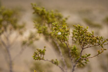 Up Close Of Desert Creosote Bush In Nevada