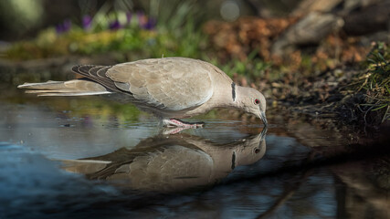 Eurasian collared dove