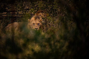 Wall Mural - Close up image of a lion in the brush in a national park in South Africa