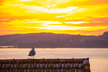 Wall Mural - Landscape of Vigo at sunset hour