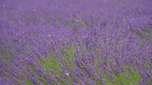 Close-up Of Purple Lavender Bushes With Butterflies. Action. Beautiful Lavender Bushes In Field On Sunny Day. Summer Lavender Fields With Insects