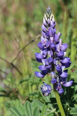 Wall Mural - Blue flowering terminal indeterminate raceme inflorescence of Lupinus Succulentus, Fabaceae, native annual monoclinous herb in the Santa Monica Mountains, Transverse Ranges, Winter.