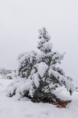 Poster - Heavy Snow Blankets Trees in Sedona Arizona in Winter