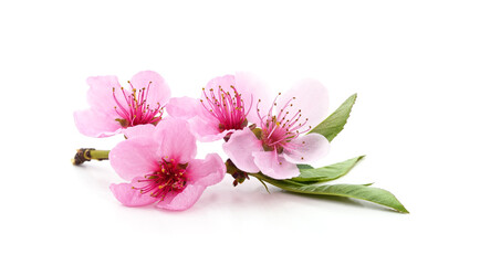 Canvas Print - Peach blossom on a branch.