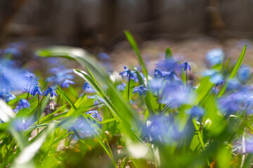 Wall Mural - scilla blooming in the spring forest close-up, bright sunny morning