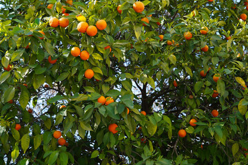 Wall Mural - orange tree with leaves and orange                                