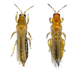 Onion thrips, Thrips tabaci and Western Flower or Californian thrips, also known as Frankliniella occidentalis (order Thysanoptera) isolated on a white background